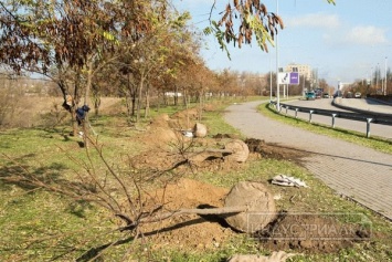 В Запорожье появилась аллея шаровидной катальпы