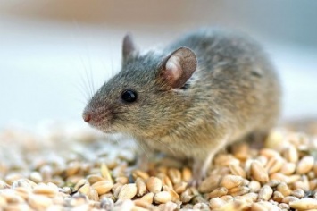 Ученые вывели устойчивых к радиации мышей