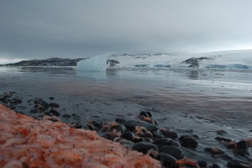 Ученные рассказали, как формируется раковина у моллюсков Антарктики