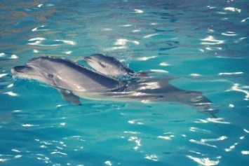 В Харькове у дельфинов-переселенцев родился малыш (ФОТО)