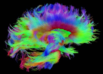 Психологи научились идентифицировать личность по «отпечатку мозга»