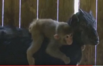 В Китае обезьянка приняла козу за родительницу. Их хотят разлучить, но китайцы против