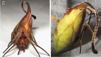 В Китае открыли пауков, маскирующихся под живые и мертвые листья одновременно