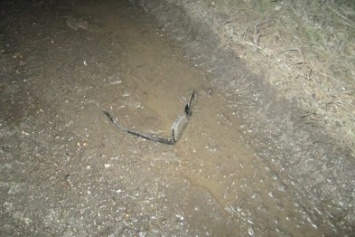 В Бердянском районе водитель, сбивший ночью пешехода, скрылся с места ДТП