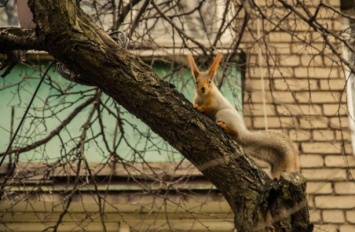 В Запорожье обнаружили уникальное животное (ФОТО)