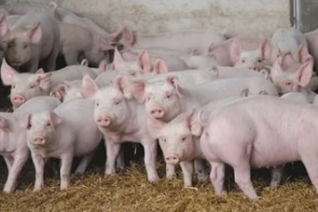 В одном из районов Крыма зафиксирован массовый падеж свиней