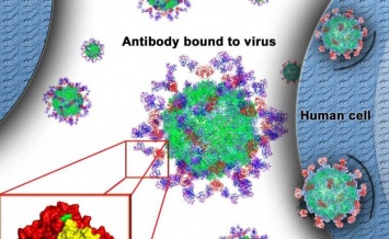 Структура астровируса человека может привести к новым вакцинам и антивирусным терапиям