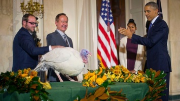 Обама в канун Дня благодарения помилует индеек Картофелину и Карапуза