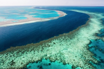 Геологи рассказали о секс-фестивале Большого Барьерного рифа