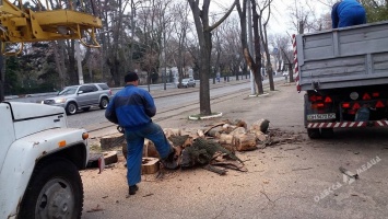 Еще несколько деревьев спилили на Французском бульваре в Одессе (фото)