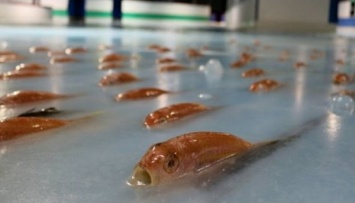 В Японии в катке заморозили пять тысяч рыб