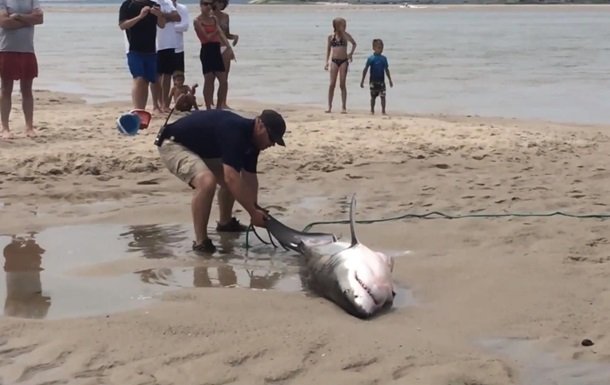 Хит дня: пляжники не побоялись акулы и дотащили ее до воды (ВИДЕО)