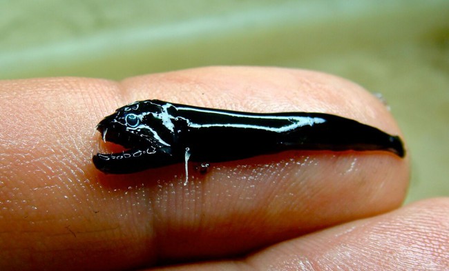Ученые нашли клыкастую рыбу, похожую на пришельца