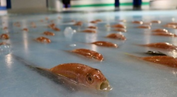 В Японии закрыли каток, ради которого заморозили 5 тысяч рыб
