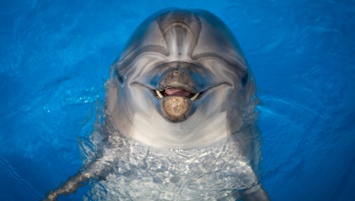 Перед Керченским судом предстали браконьеры, пытавшиеся продать дельфина