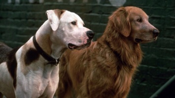 Человек собаке - друг: 10 лучших фильмов про братьев наших меньших