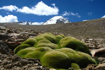 Растения нашлись в горах на рекордной высоте