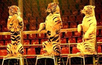 Запорожский цирк опрашивает горожан «нужны ли животные в представлениях?»
