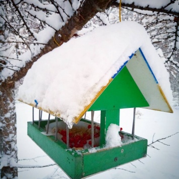 "Свято наближається!". Киевляне делятся снежными селфи в соцсетях