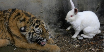 Украинскому кролику порекомендовали не дергать за усы русского тигра