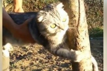 Крупный кот уцепился за дерево и отказался идти домой (видео)