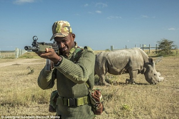 Самец северного белого носорога ходит с охраной