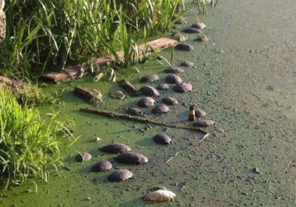 В столичном озере погибли редкие черепахи