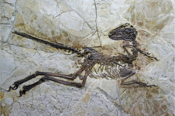 В Китае обнаружен самый крупный крылатый динозавр