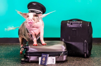 На работу в аэропорт Сан-Франциско взяли свинку, которая носит платья