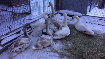 В "Межигорье" рассказали, как будут зимовать спасенные зоозащитниками лебеди