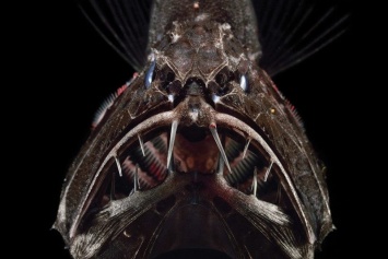 Длиннорогий саблезуб: новые портреты самой зубастой рыбы (ФОТО)