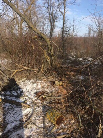 Пойманные на вырубке леса жители Новобугского района клялись, что деревья спилили до них