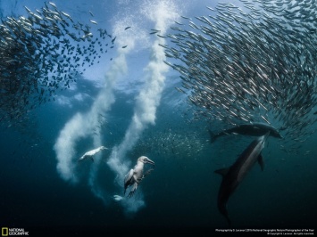 Nature Photographer of the Year: итоги