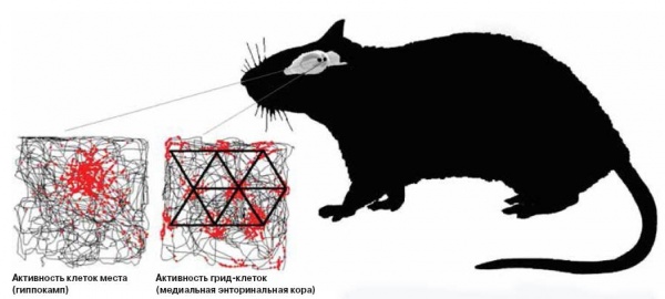 Ученые: В мозгу крыс обнаружен нейронный спидометр
