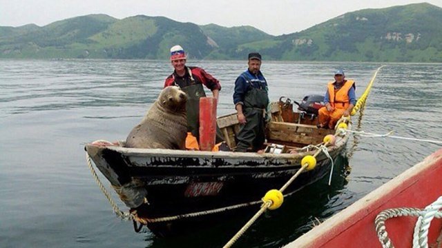Сахалинский морской котик принудил рыбаков устроить ему восьмичасовую экскурсию