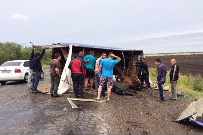 На трассе под Саратовом в ДТП пострадали три лошади