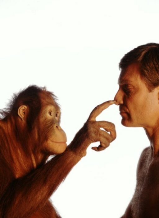 Ученые: Люди и шимпанзе одинаково распознают лица