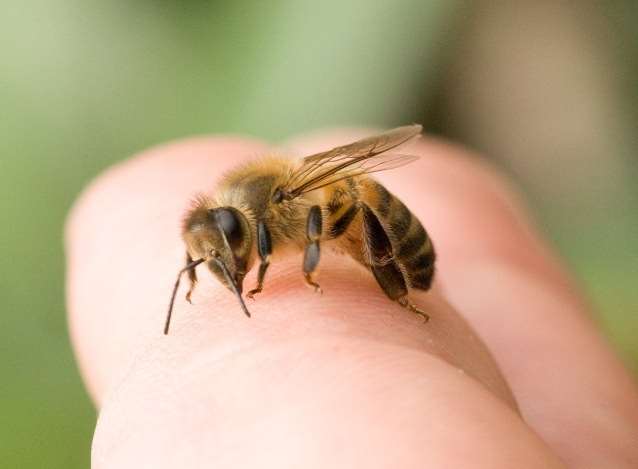 В Мелитополе человека едва не убила обычная пчела