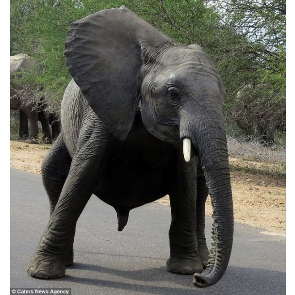 Слоненок станцевал на камеру "брейк-данс" (ФОТО)