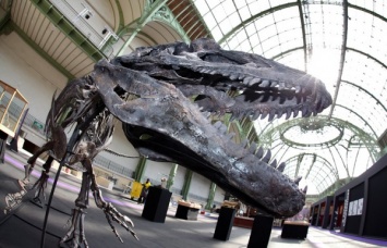 Скелет динозавра из Юрского периода продан за 1,1 миллиона евро