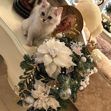 Волочкова выложила в сеть видеозапись со своим домашним котом