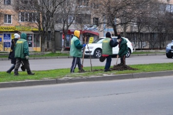 Итоги-2016: одесский «Горзелентрест» высадил 1792 дерева, 643 куста и 13 315 кустов роз