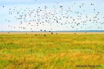 Один беркут, один гоголь, две совы болотных: в заповеднике «Аскания-Нова» провели контрольный учет птиц