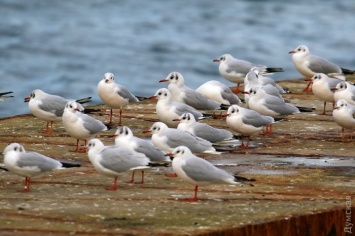 Декабрьские селфи и чайки у моря (фотозарисовка)