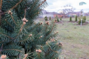 На Тамани высаживают деревья и кустарники в рамках строительства Крымского моста (ФОТО)