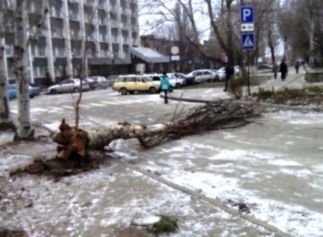 В Запорожье недалеко от главка полиции рухнул тополь (Фото)