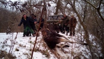 На Харьковщине спасли из реки обессилевшего лося