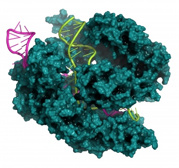 Генетики нашли три «переключателя» CRISPR/Cas9