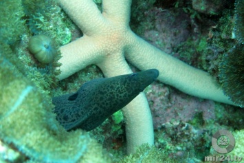 Ученые нашли шесть новых видов морских обитателей