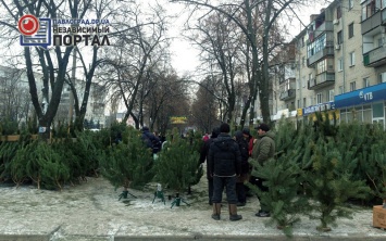 Сколько стоит елка в Павлограде?